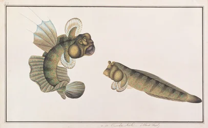 Drachen-Schlammspringer, aus Zeichnungen von Fischen von Malakka, ca. 1805-18